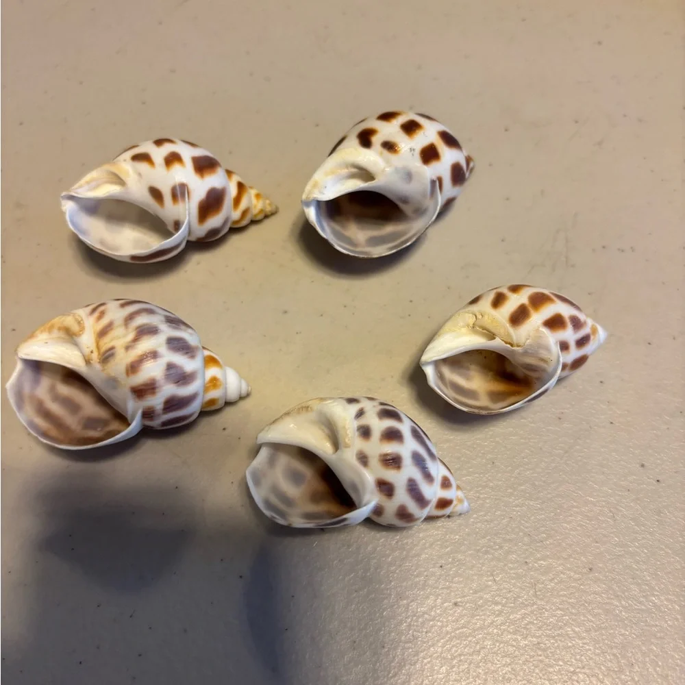 Natural Brown and White Shells BABYLONIA spirata sea shells lot
